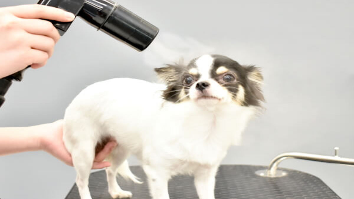 PET DESIGN 長久手店