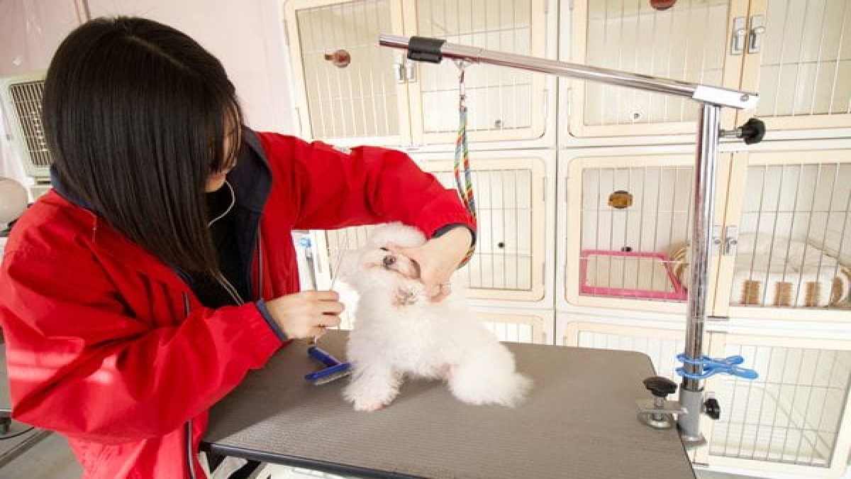DOG CAT COCO