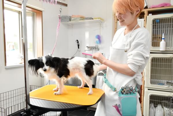 Dog Salon Harry