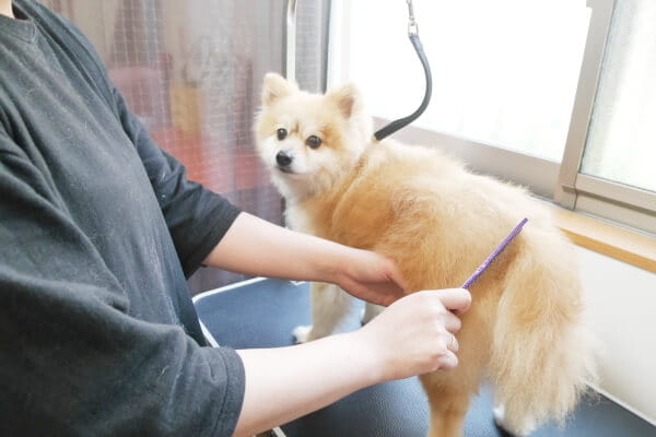 DOG TRIMMING POPOLON