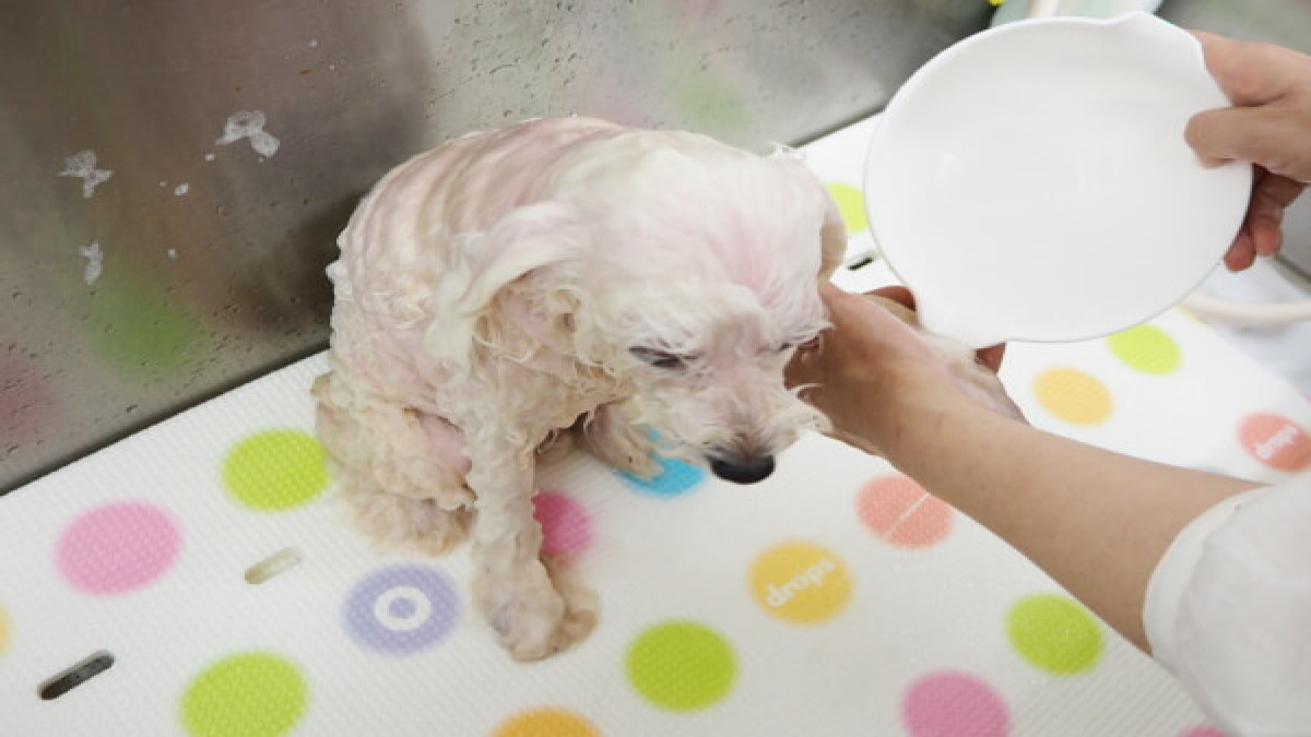 dog salon Mignon