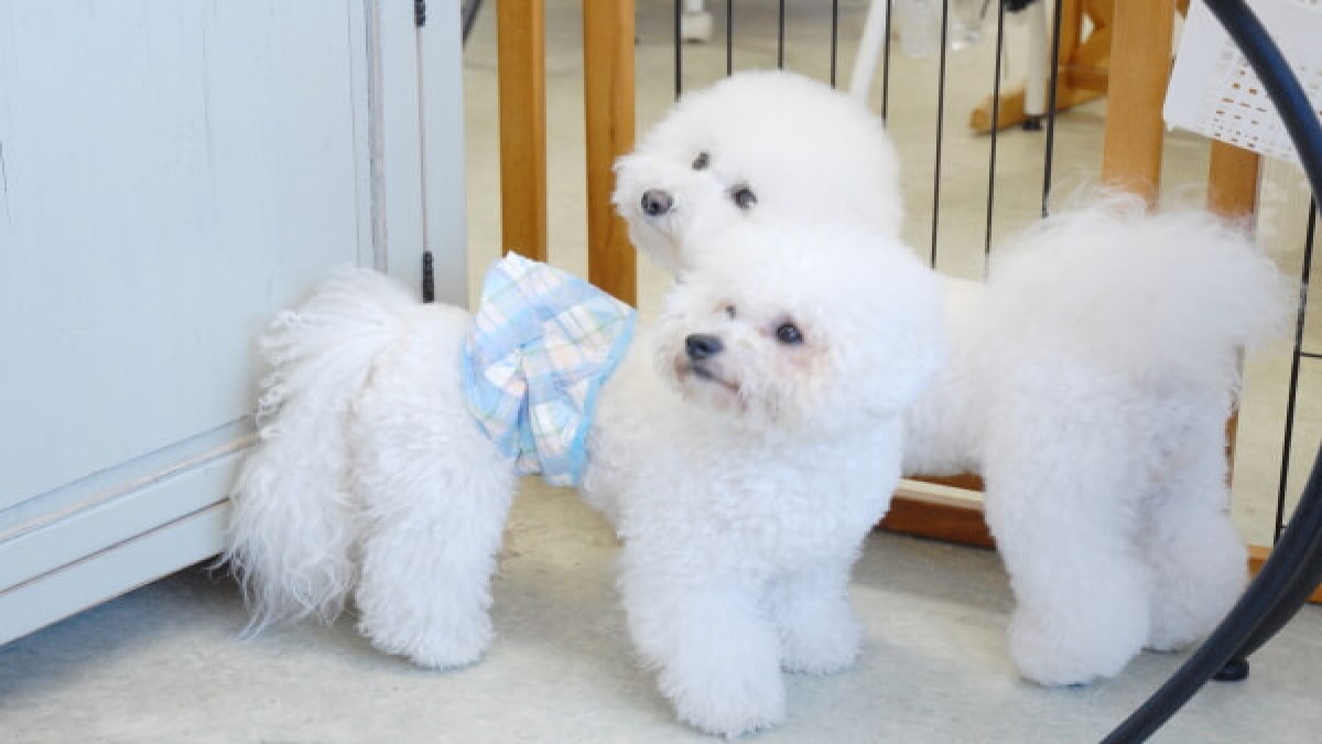 保育園型dog salonくろーばー