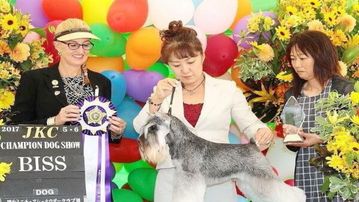dogsalon cherry house