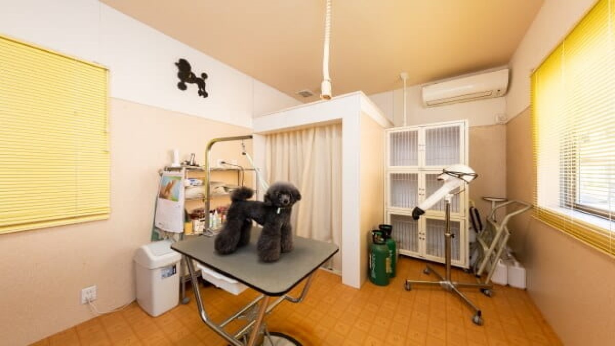 dog salon shian