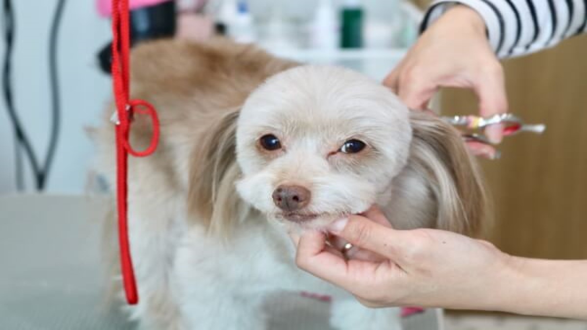 dogsalon わんROOM