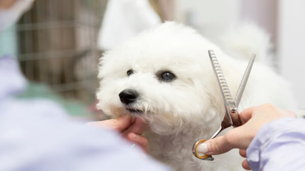Pet care Non Non