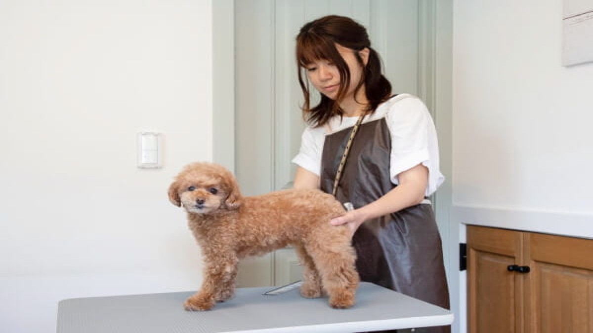 Dog salon KEA