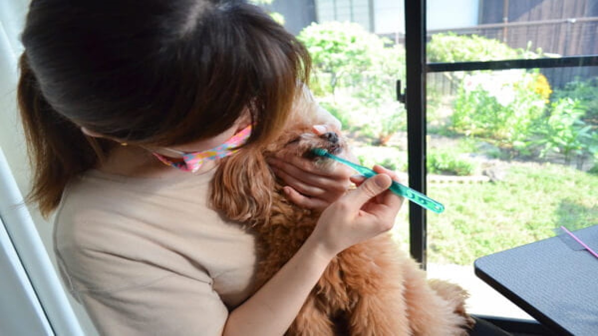 Dog salon 「Kiri」