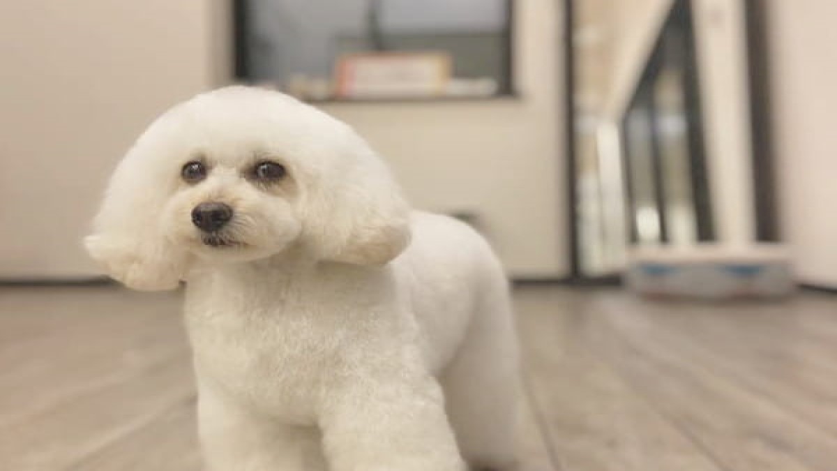 Private dog salon atelier elgreco