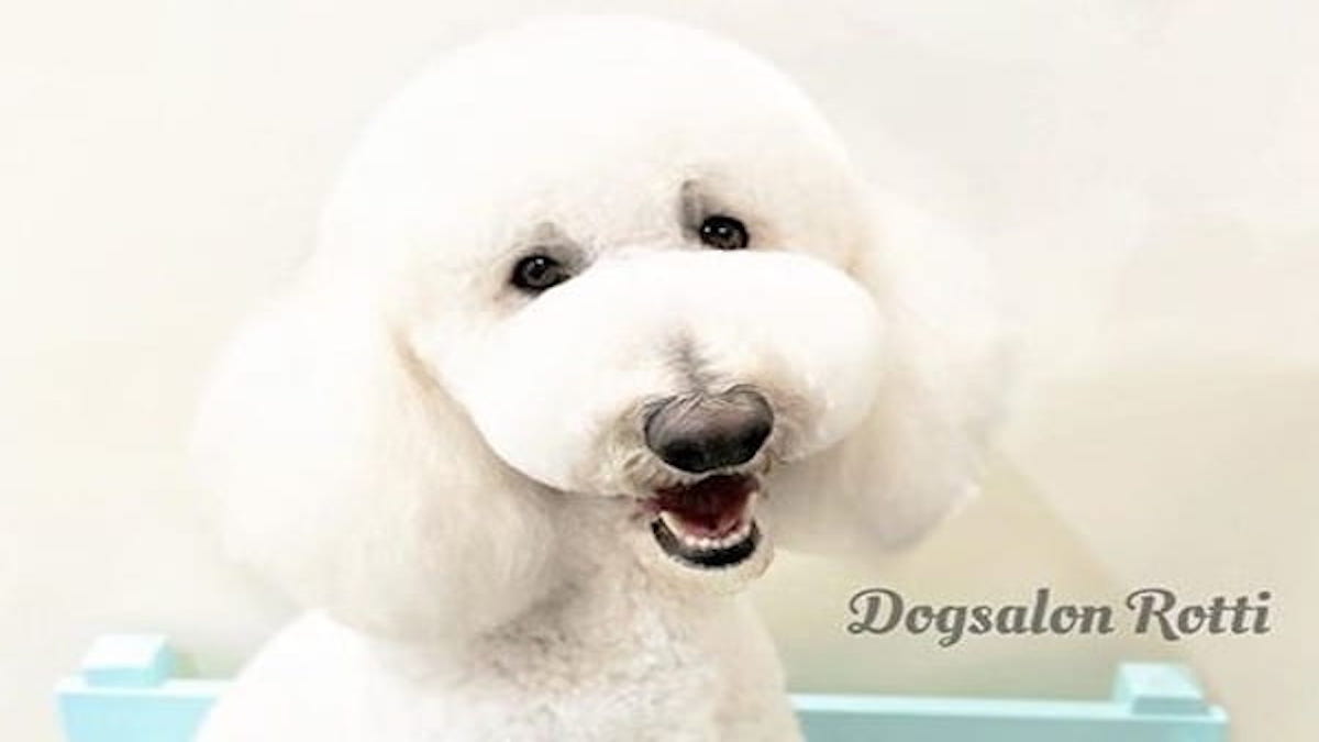 Dog Salon Rotti