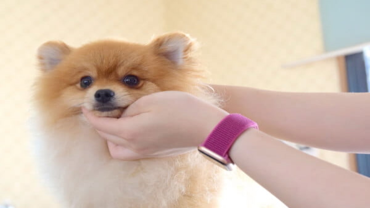 犬の美容室 J(ジェイ)