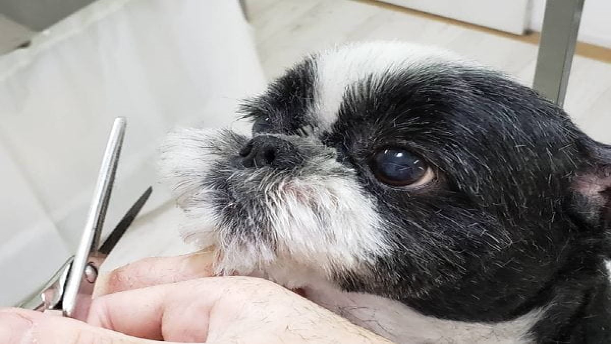 Dogサロン ちゃむ