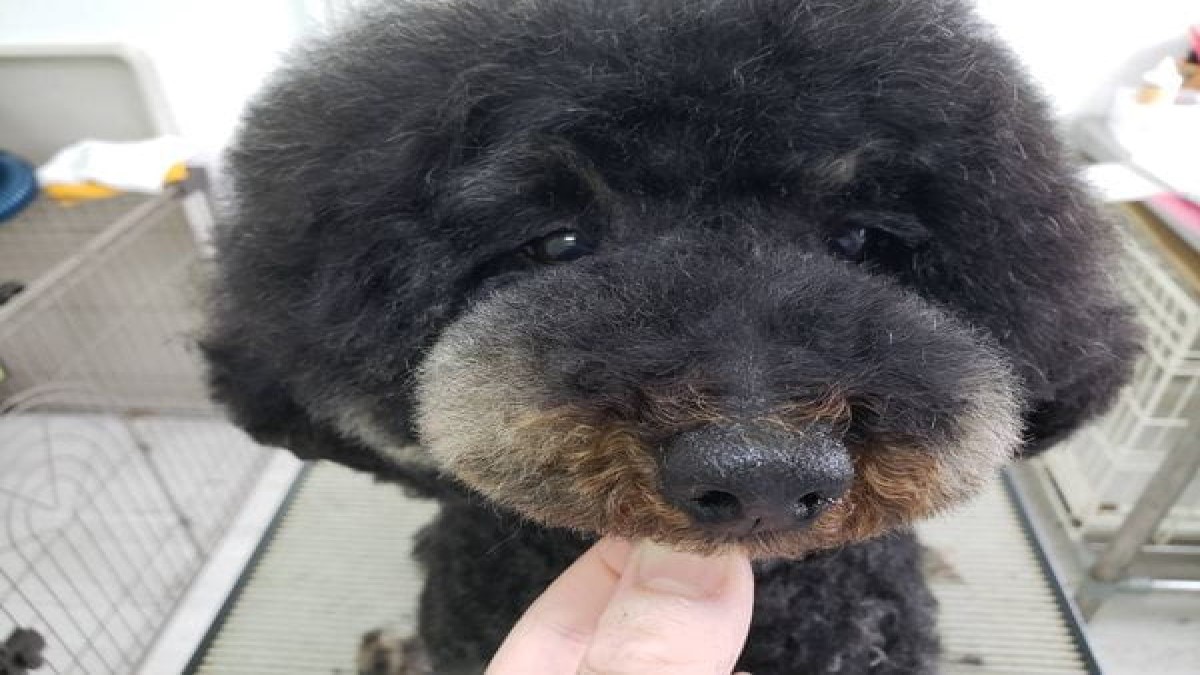 Dogサロン ちゃむ