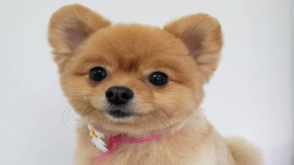 Dogサロン ちゃむ