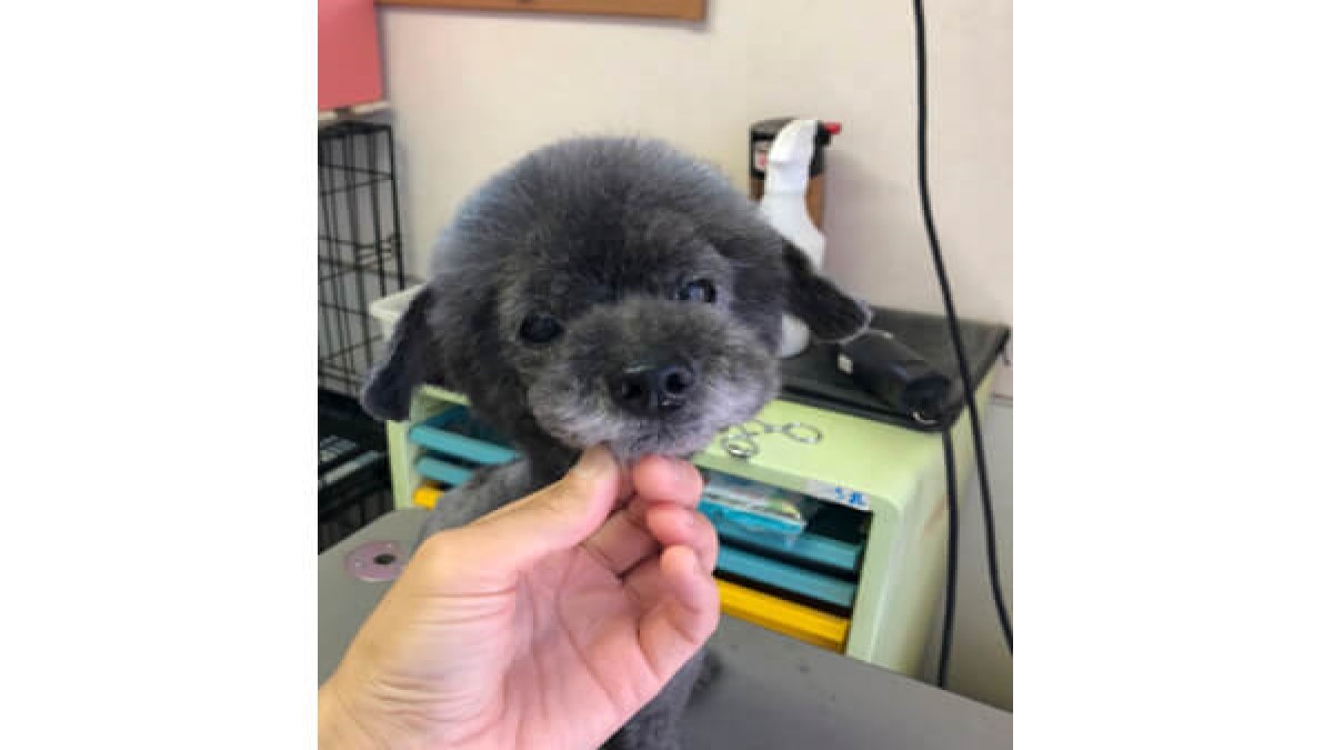 Dog house Charm