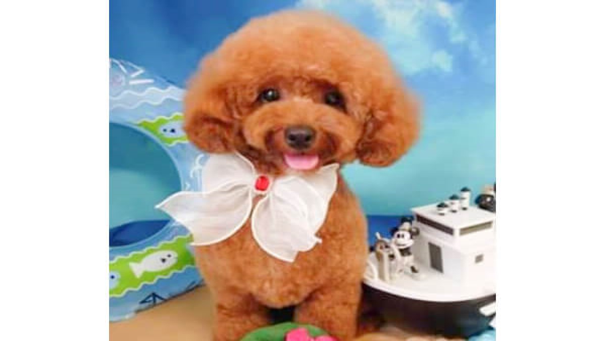 LeaLea Dog