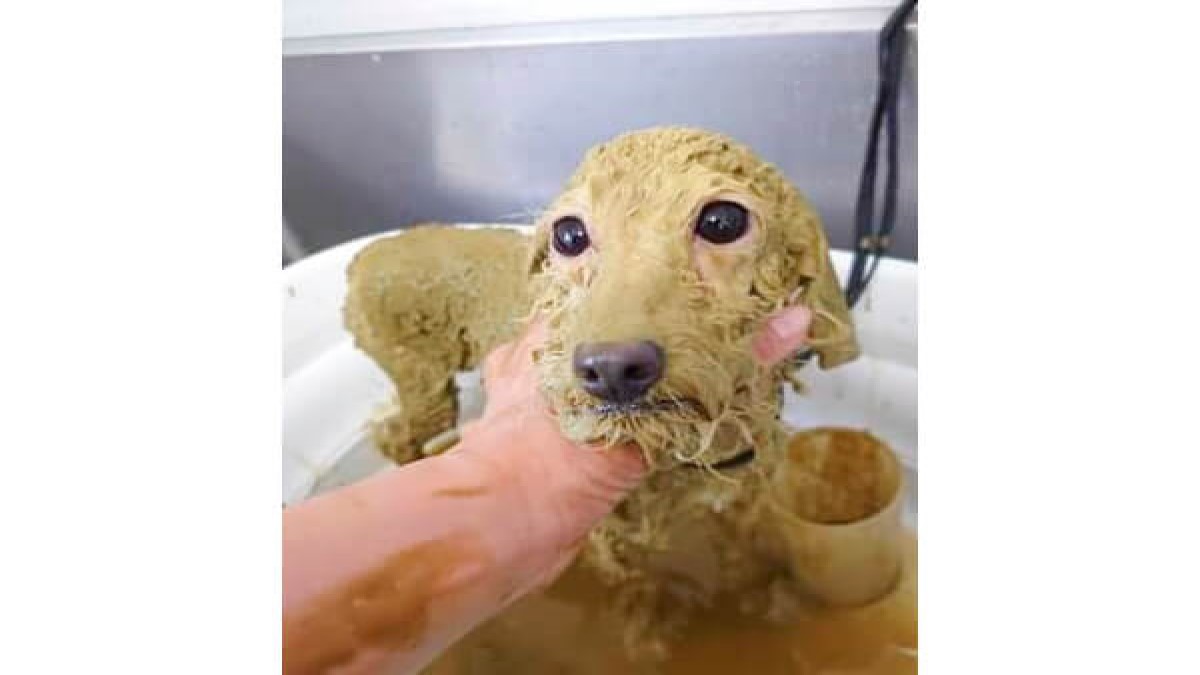 LeaLea Dog