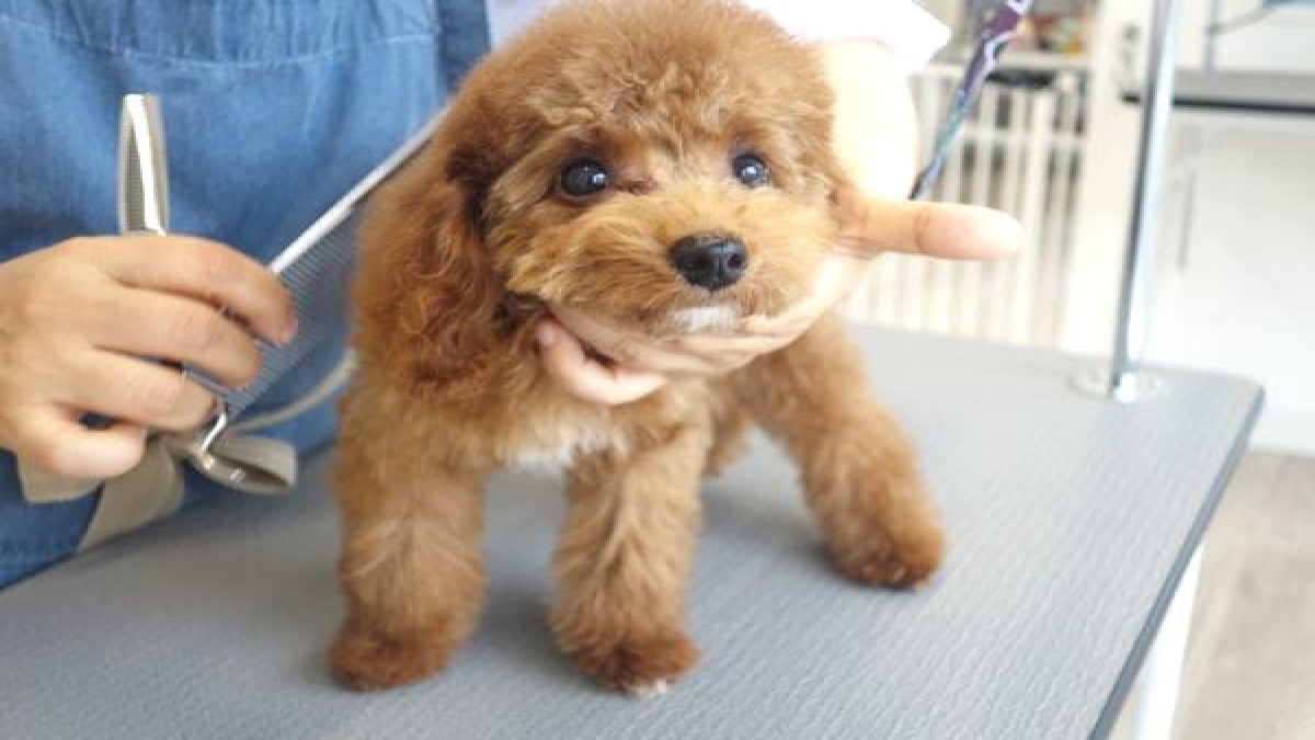 PETSALON Wan connect