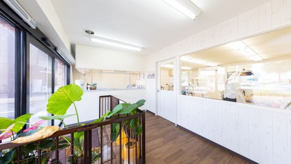 dog salon CLANTE