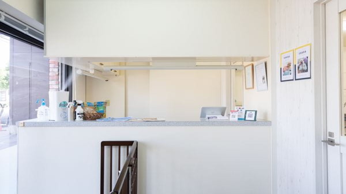 dog salon CLANTE