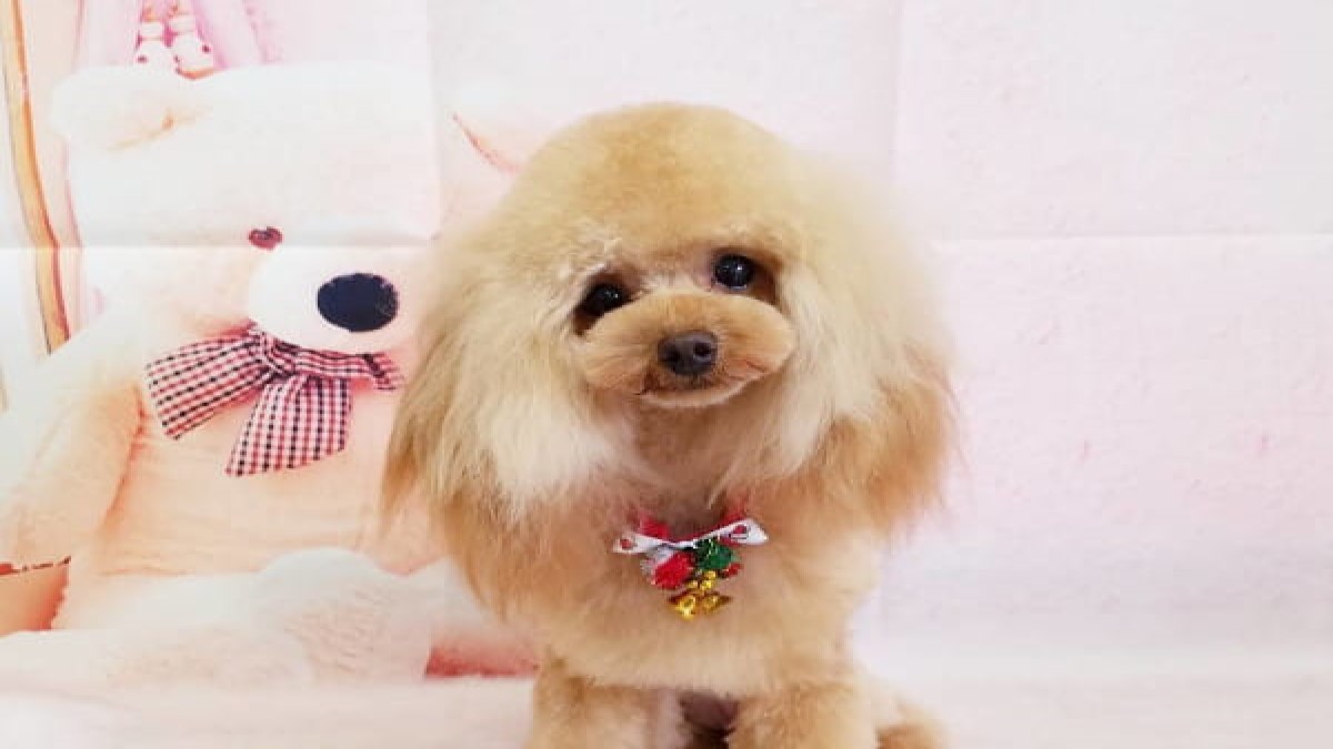 Dog salon Mon chouchou