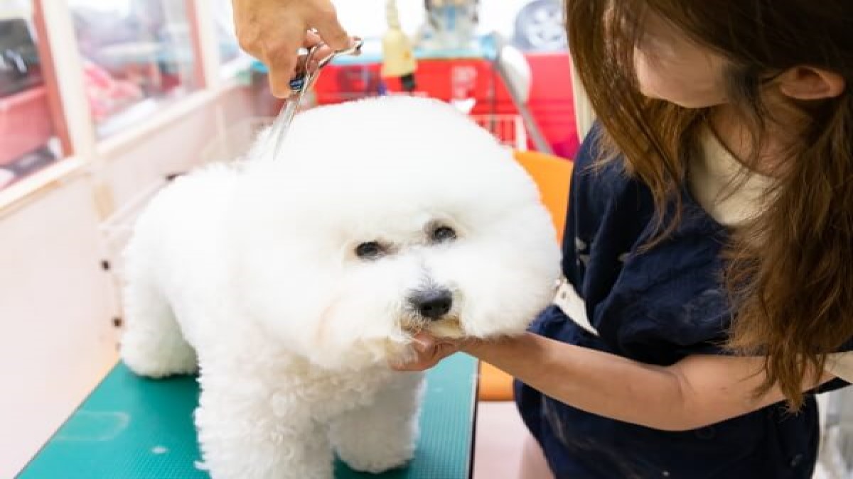 Dog garden Shido