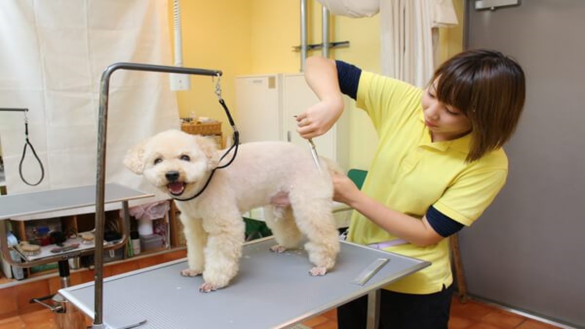 愛犬のためのトータルケアサロン エヴァ