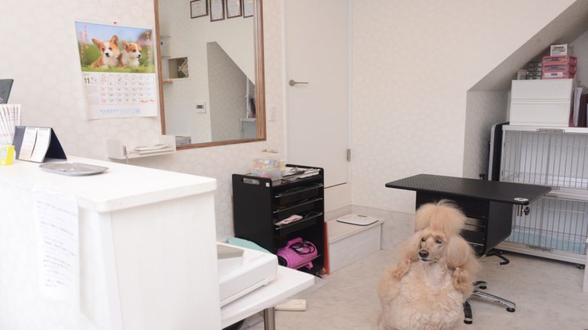DOG SALON Purishira