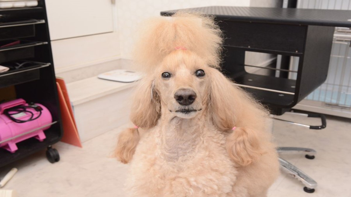 DOG SALON Purishira