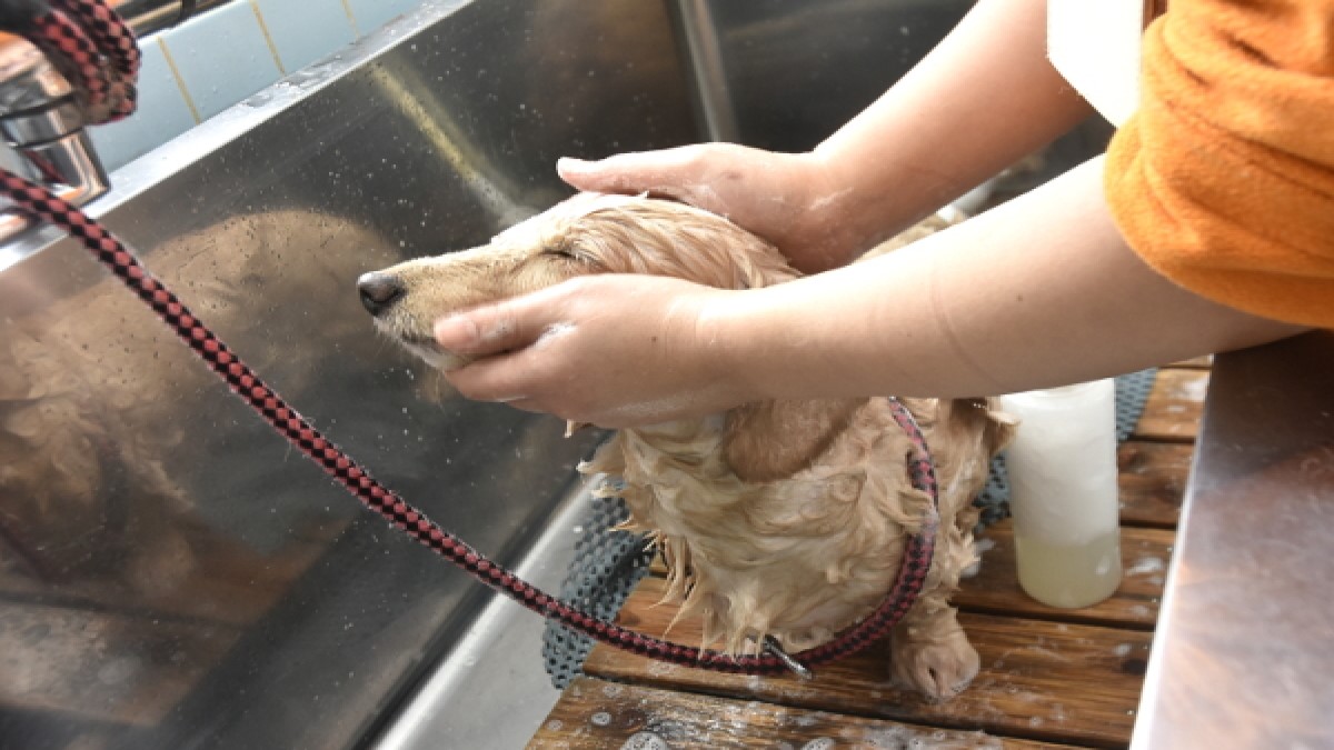 こんどう動物病院 ひとっしーの湯