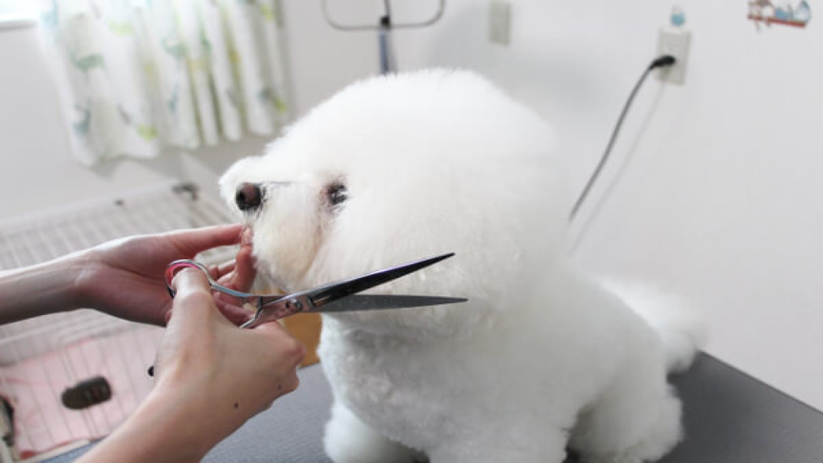 ぼたんゆき