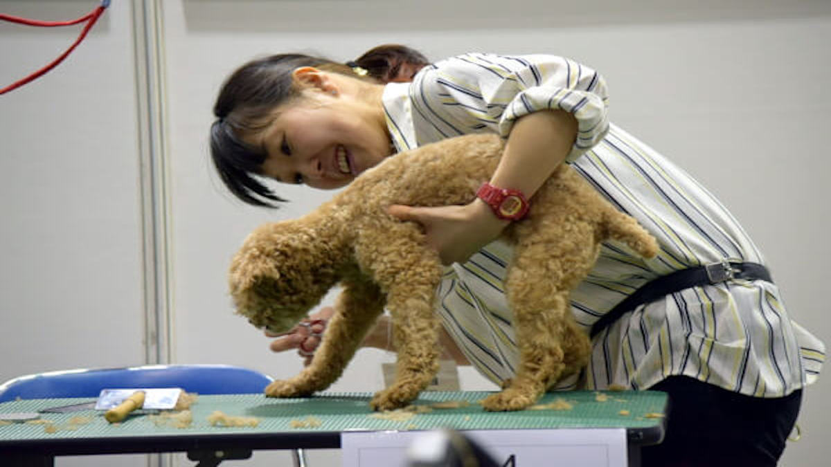 自宅訪問型ペットサロン べすぽむ(出張専門)