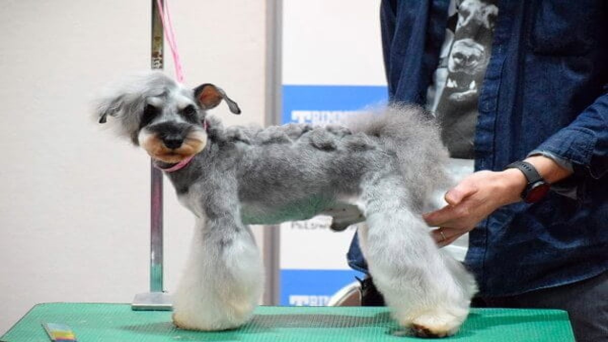 Dogsalon OLLIE MAGIC