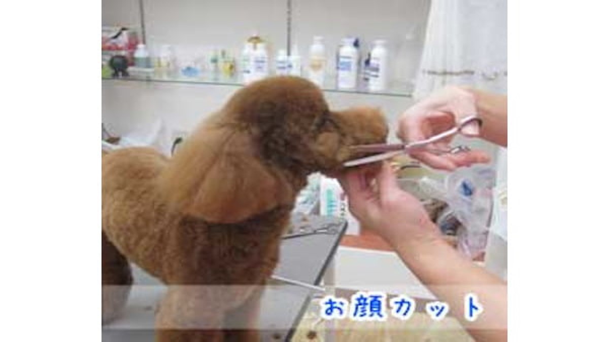 ドッググッズ&トリミング ワンブーケ