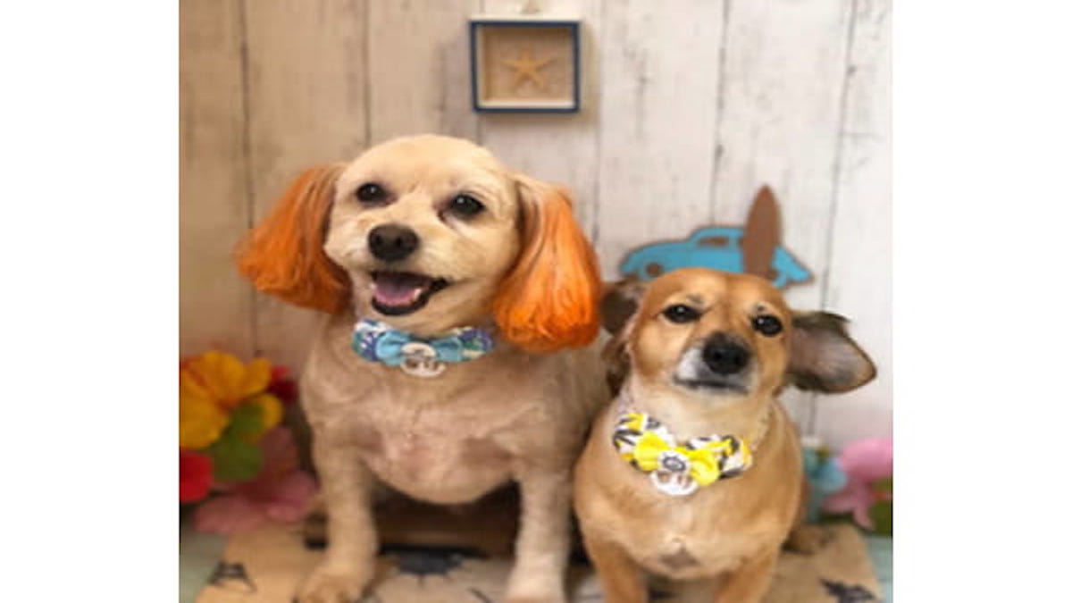 Dog salon Lise