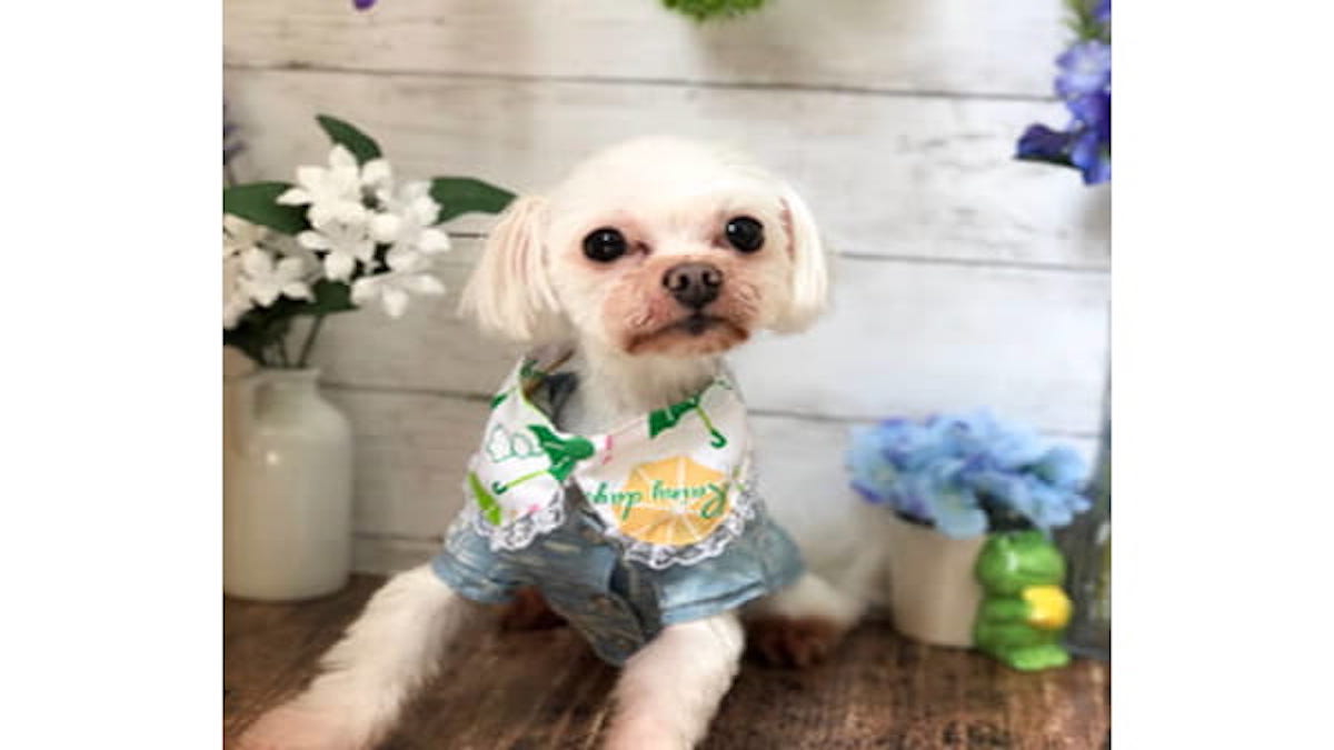 Dog salon Lise