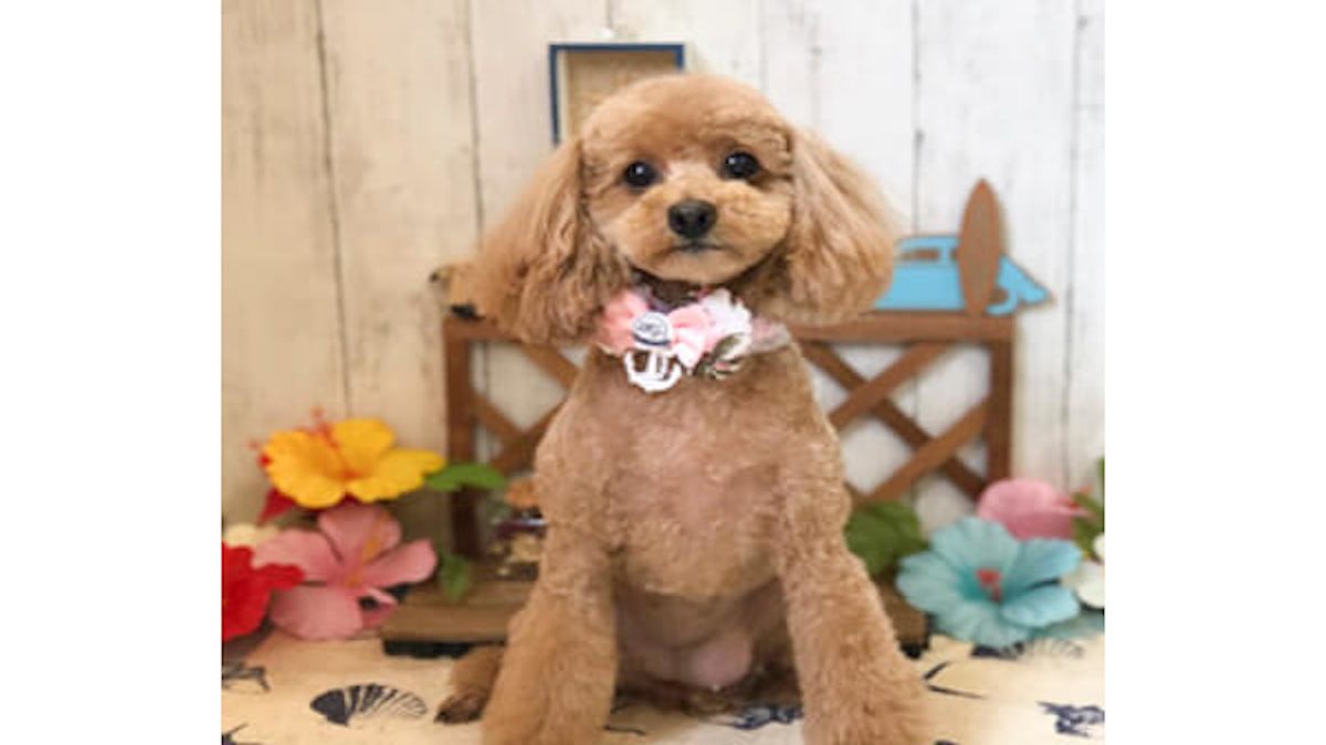 Dog salon Lise