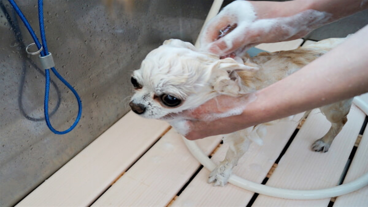 Dog salon Fam
