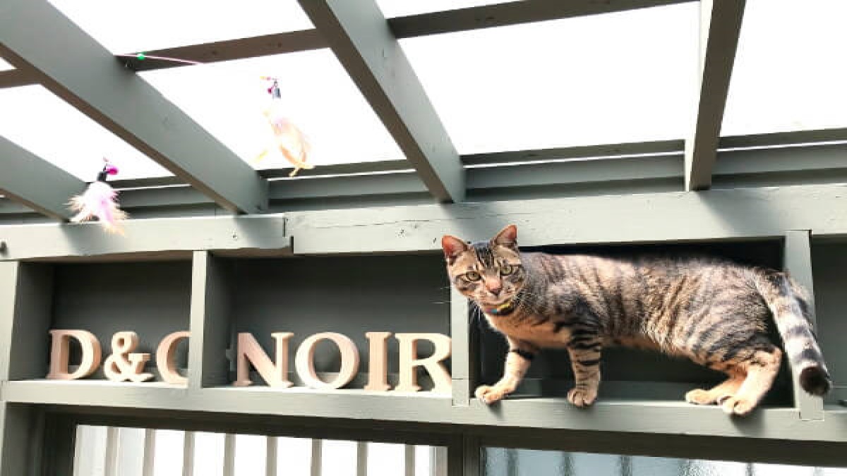 Dog & Cafe Noir