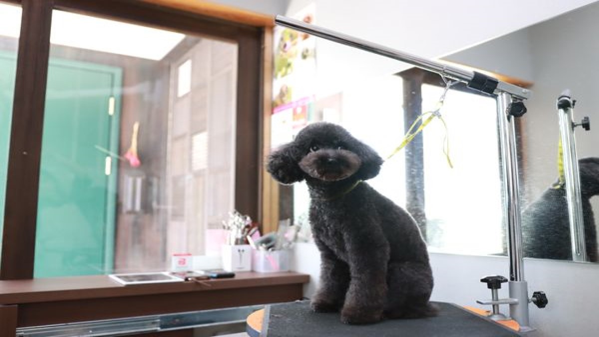 dog salon coconico