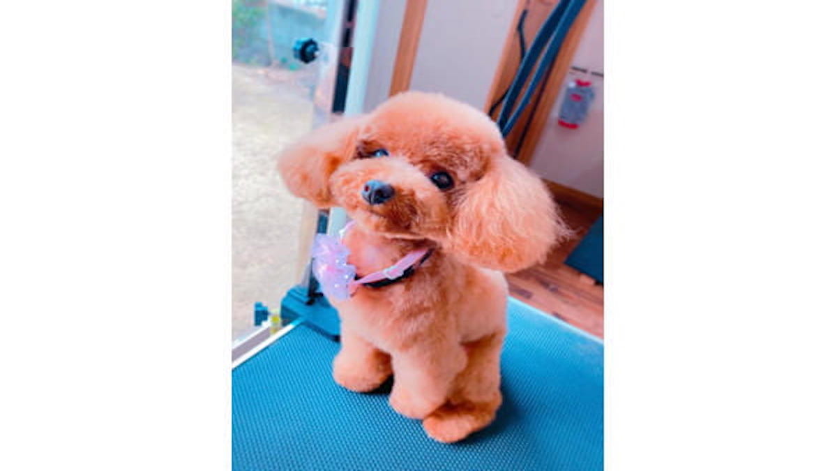 トリミングサロンfluffy フラッフィ