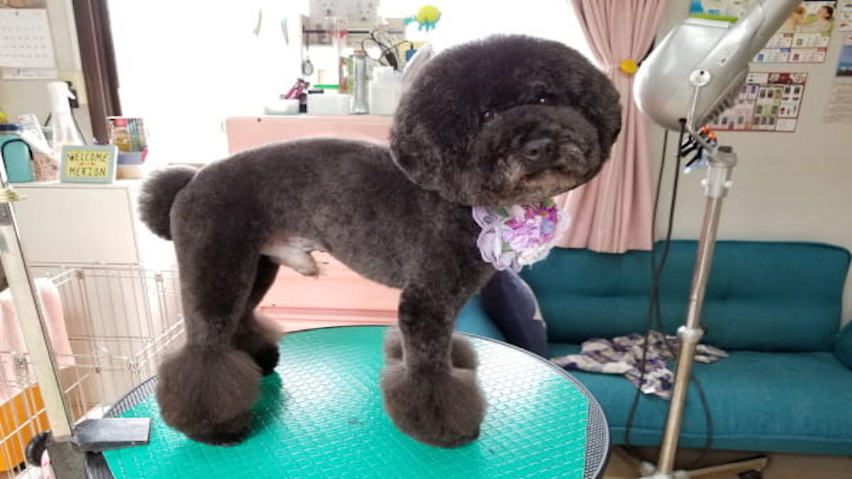Dog care salon メリオン