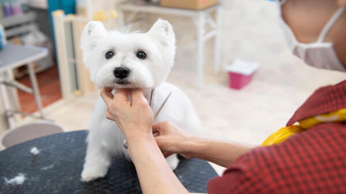 Dog salon Fam