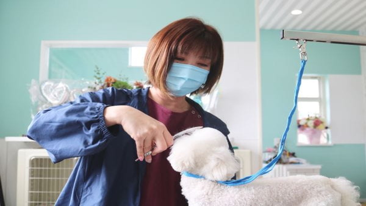 Dog Salon Ks