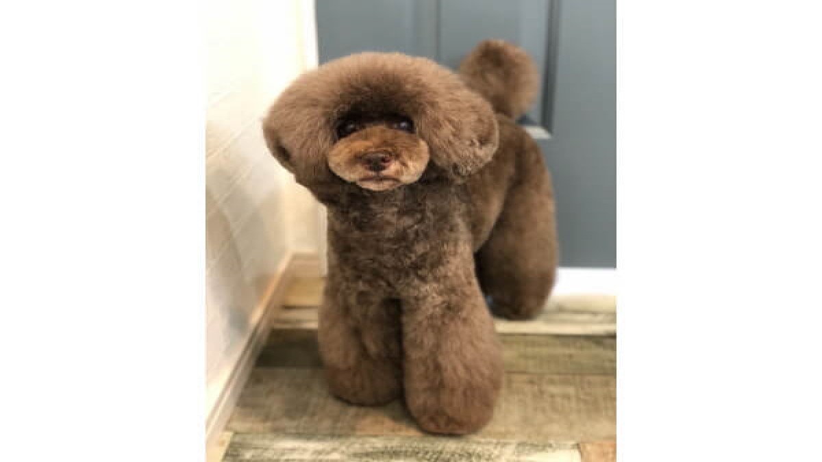 DOG SALON BLUE GRAY
