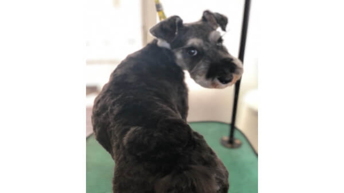 DOG SALON BLUE GRAY