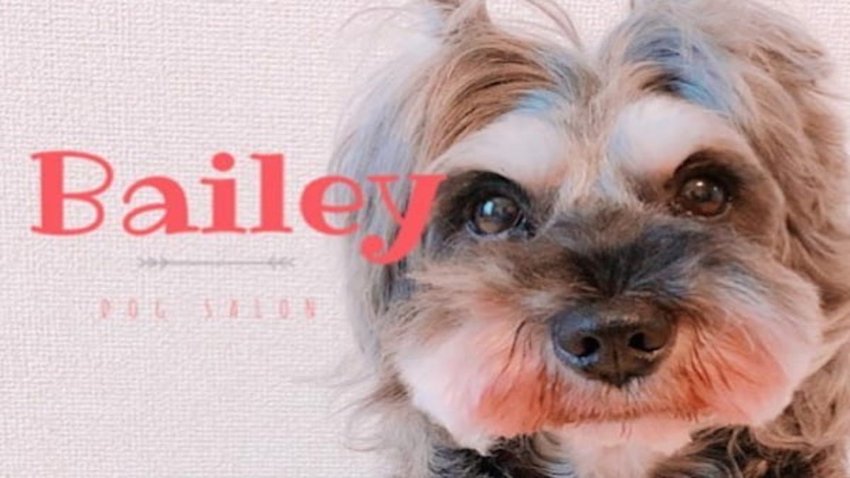dog salon Bailey