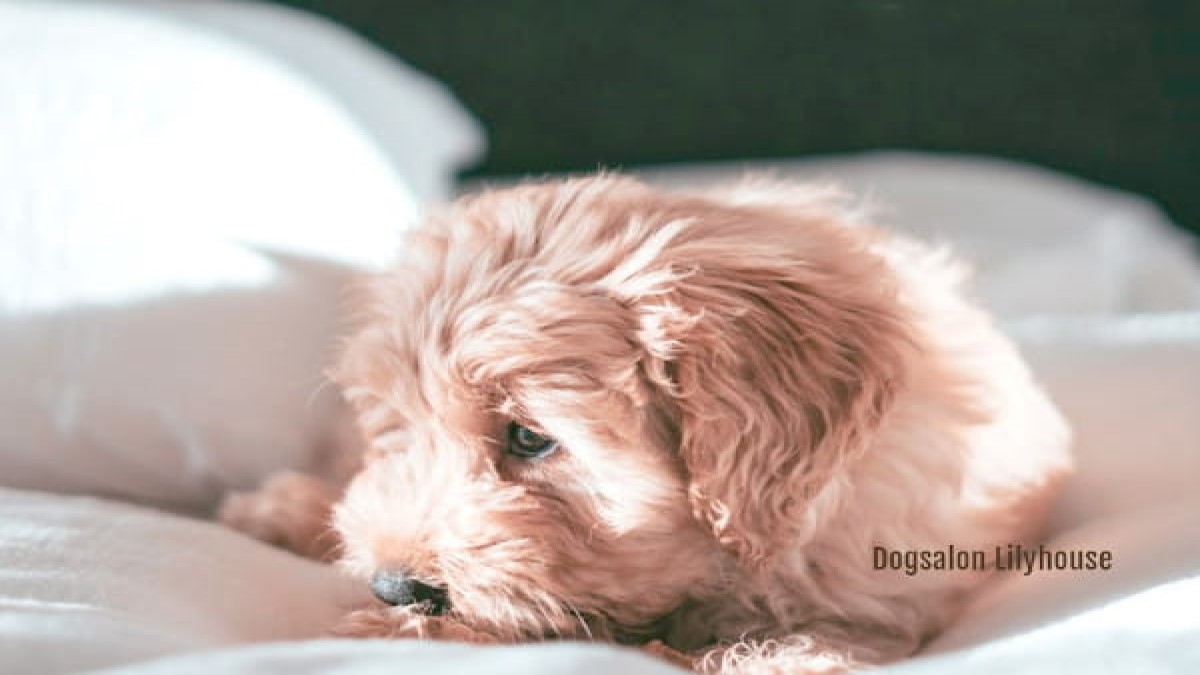 Dogsalon Lilyhouse