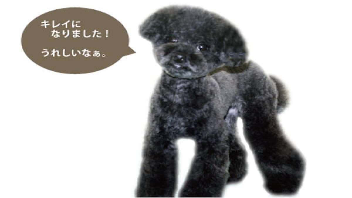 ペットサロンラバーズ ラッシュ