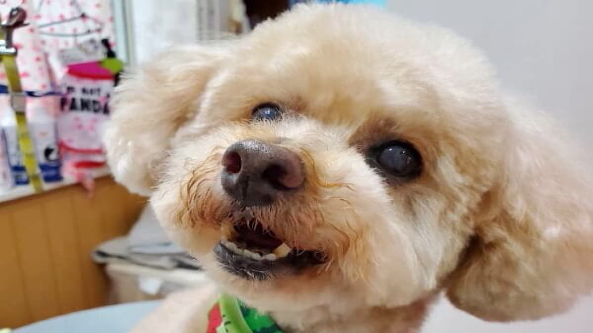 犬のとこやさん Happy Tail Family
